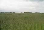Morizon WP ogłoszenia | Działka na sprzedaż, Kobylniki, 39969 m² | 4626