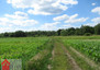 Morizon WP ogłoszenia | Działka na sprzedaż, Czernichów, 4700 m² | 3551