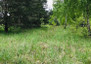 Morizon WP ogłoszenia | Działka na sprzedaż, Stary Imielnik, 12000 m² | 4919