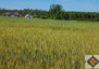 Morizon WP ogłoszenia | Działka na sprzedaż, Bielawy, 1463 m² | 4843